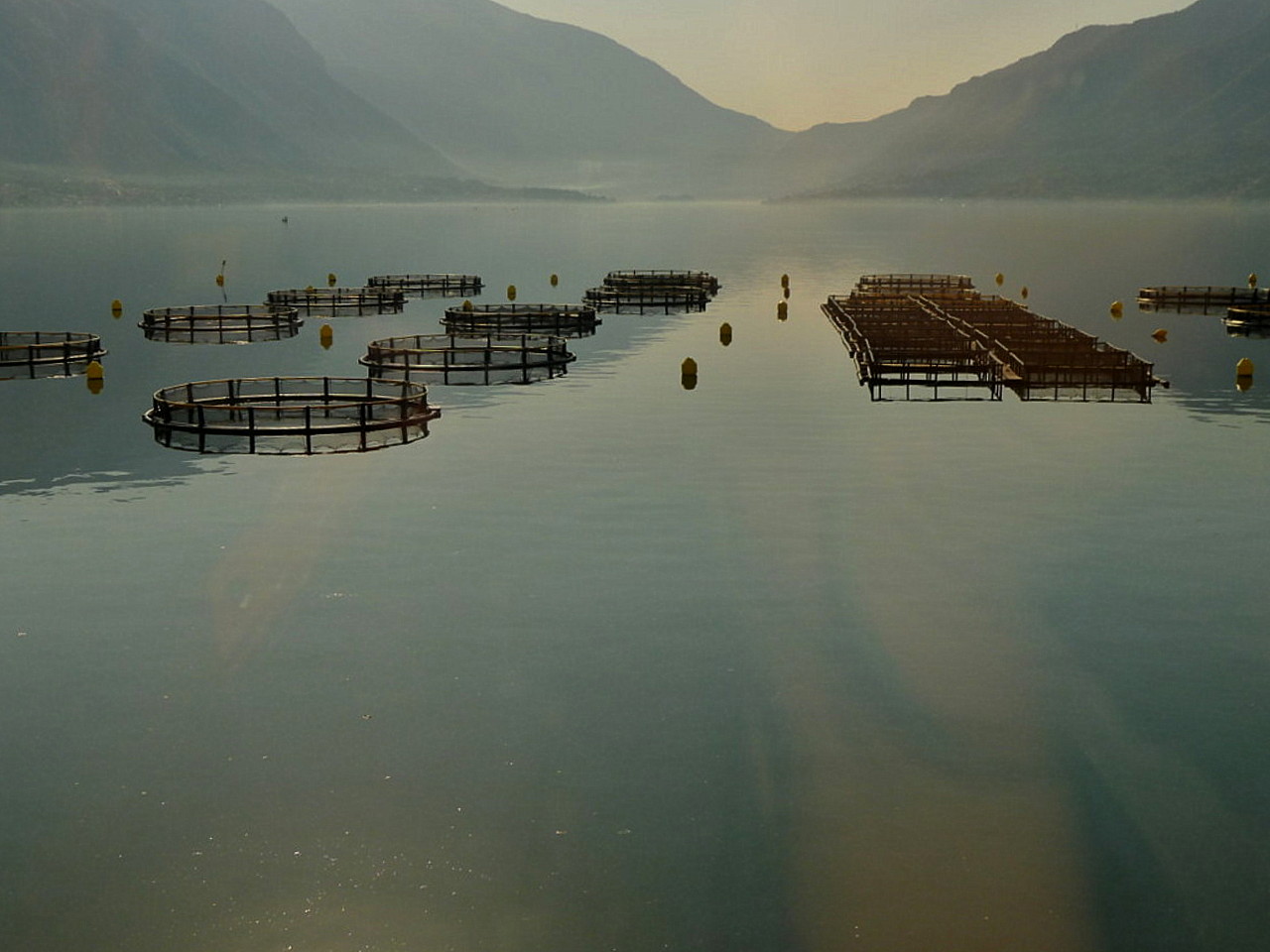 Kotor